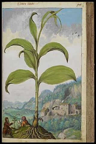 Famous People with surname Cibo