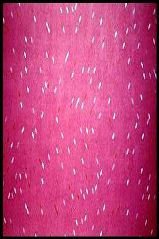 Famous People with surname Poons