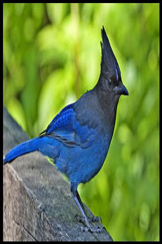 Famous People with surname Steller