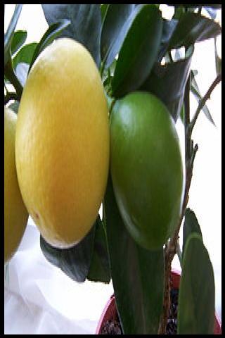 Famous People with surname Swingle