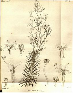 Louis Claude Richard