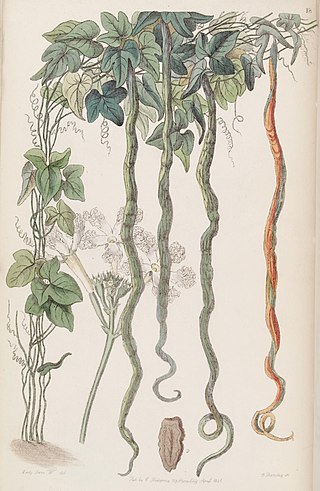 Sarah Elizabeth Hay-Williams